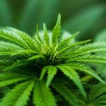 Marijuana and Industrial Leasing